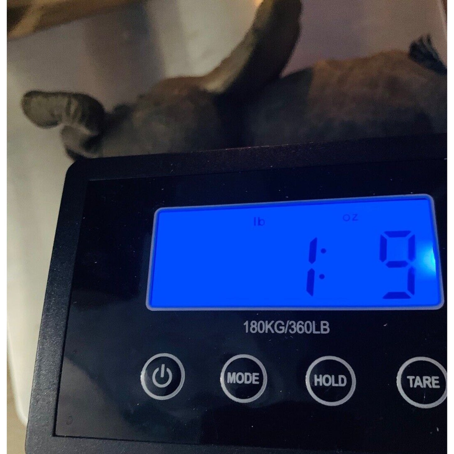 Tuskers Baby Elephant playing with Friend Figurine Sloth Large Ears Vintage